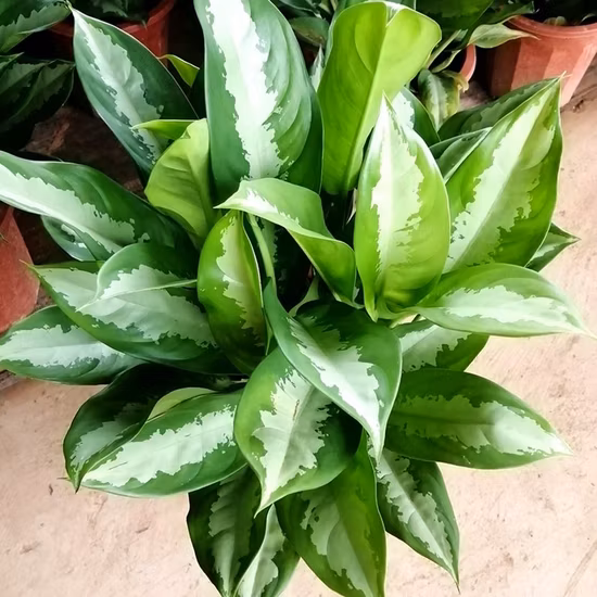 Il fogliame di Hotsale Aglaonema era la regina