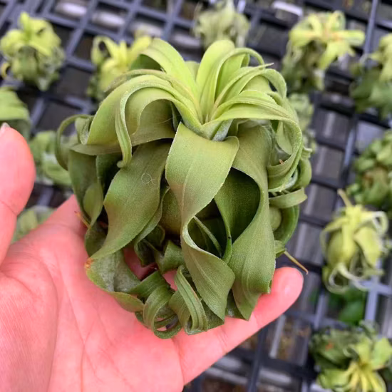 Tillandsia la regina dell'aeroplano
